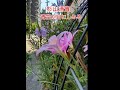 杉山清貴/青空が目にしみる/#short/
