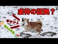 【柴犬】雪を玉にして柴犬に投げつけて虐めてみたらちっとも可哀想じゃありませんでした【柴猫】※クイズもあります！