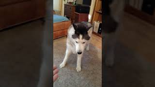 VID 20190201 084439722 1