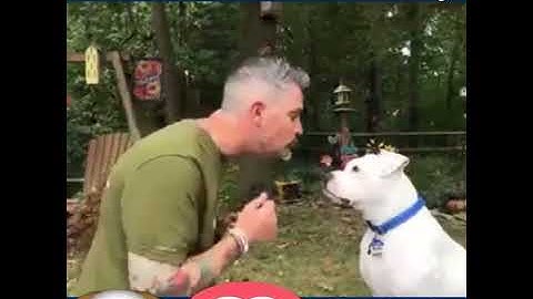 Dog Loves American Sign Language (ASL)