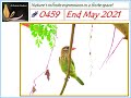 Ashrama Gardens Photo Video # 0459 - May 28, 2021 Edition - End May 2021 Clicks