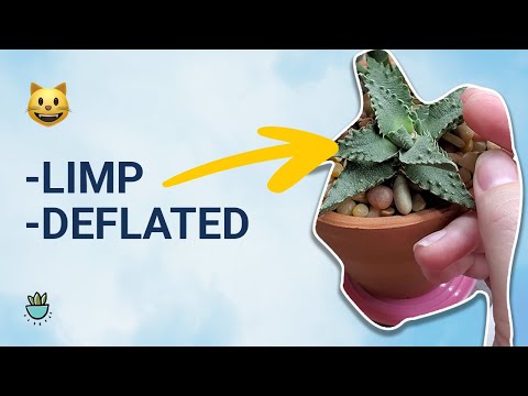 Vidéo: Faucaria Succulent Plants – Apprenez à faire pousser une plante Tiger Jaws