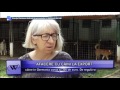 AFACERE CU CÂINI LA EXPORT