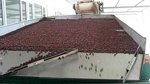 5XZ 5 gravity separator working video for raisin in Sinkiang China