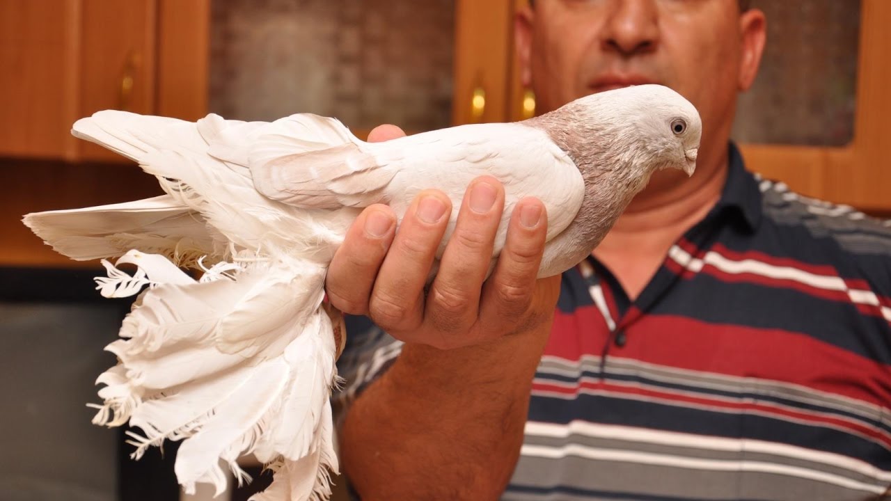 ⁣Бойные голуби Казахстана / Pigeons of Kazakhstan (Хасан касымов , Алматы, Казахстан )