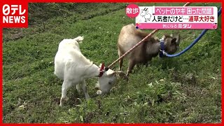 “道草”好きで散歩に１時間…ペットの「ヤギ」人気者でも困った問題　島根・松江（2021年2月18日放送「news every.」より）
