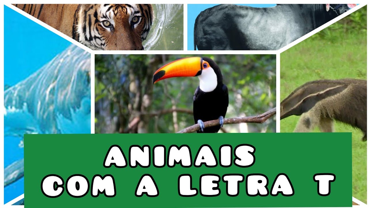 Insetos Com A Letra T - FDPLEARN