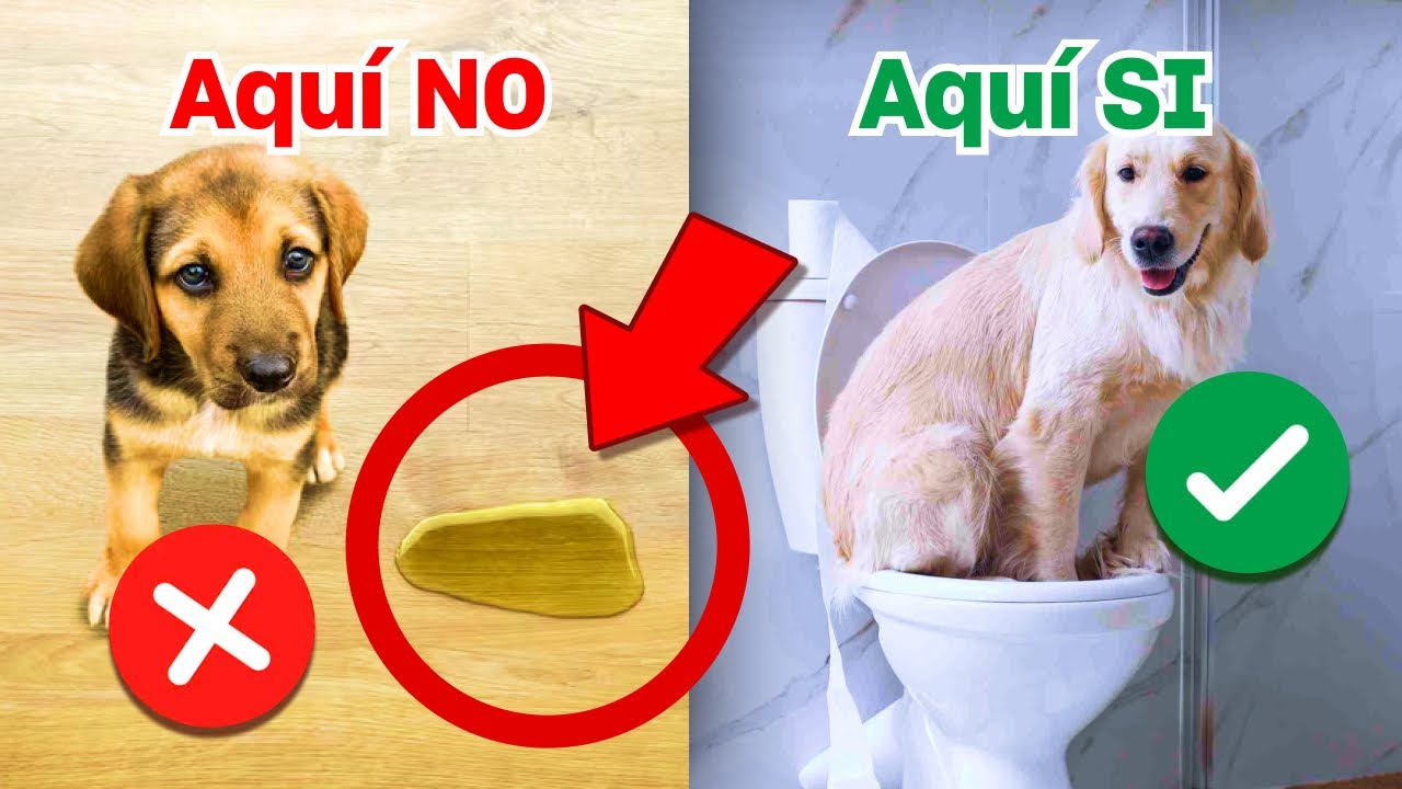 Truco DEFINITIVO para que haga pipí en el lugar correcto