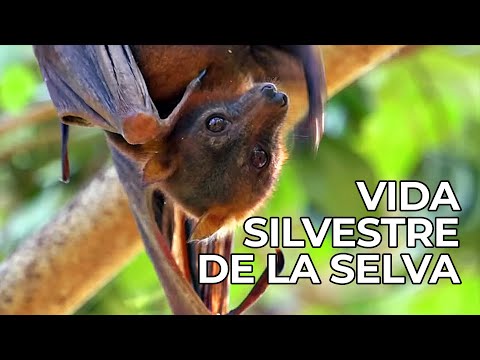 El Mundo Salvaje: Las Selvas de Asia | Free Documentary Nature - Español documentary thumbnail