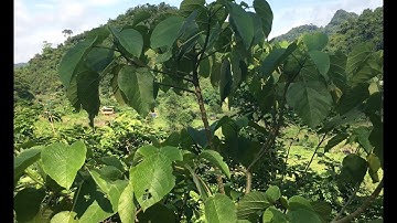 Cây LÁ HAN cây có độc mà vẫn được dùng làm thuốc | THAODUOC.NET