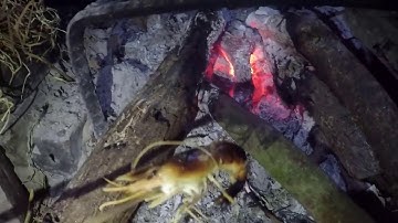 Primitive Technology: Freshwater Prawn Trap