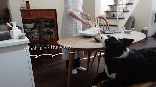ボーダーコリーと暮らして2年 春のある日に考える事A Day With My Border Collie Trying Homemade Dog Food