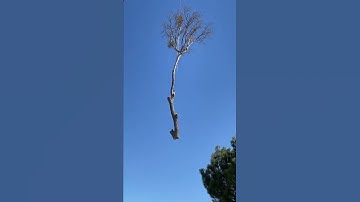 Got the crane for this large tree removal #tree #treework #treelife #treeremoval