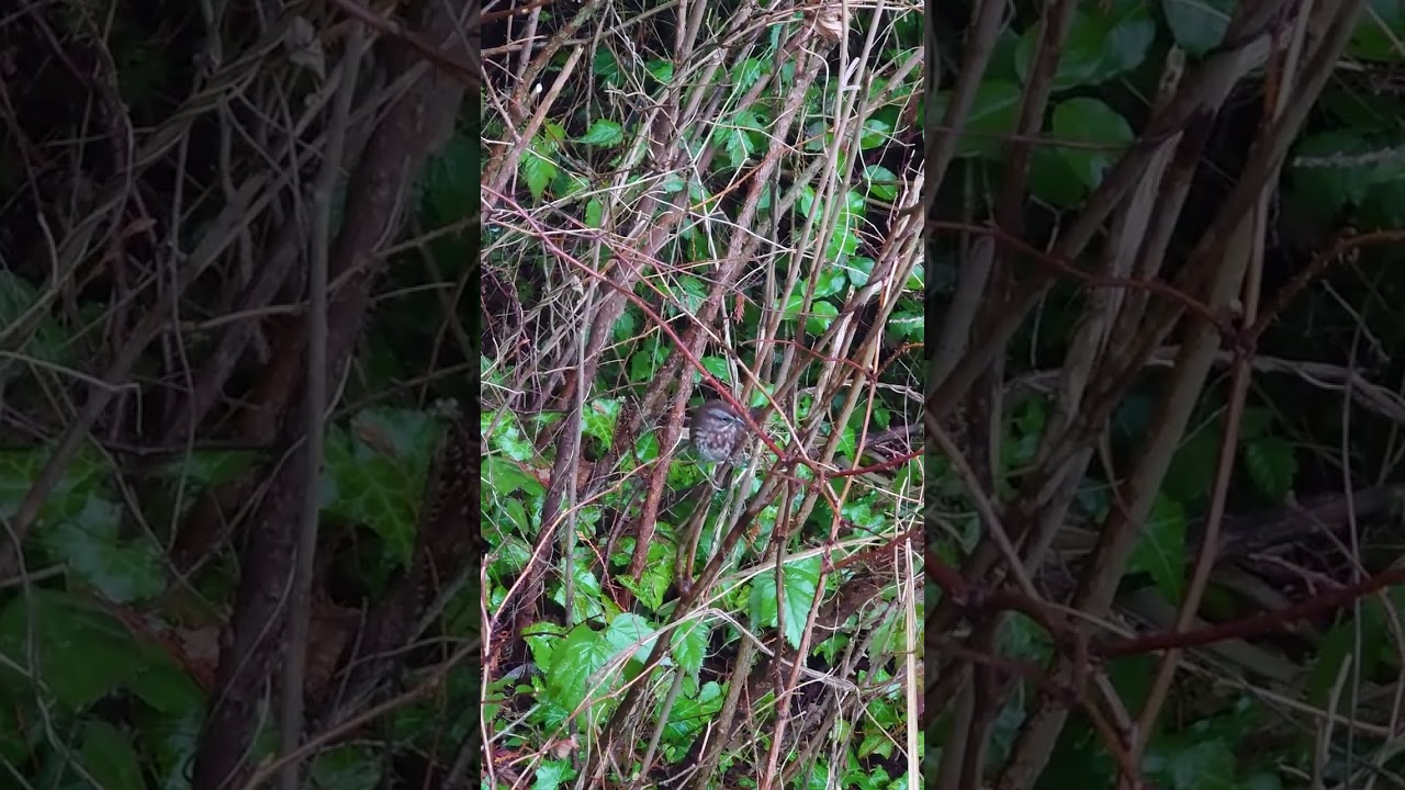 🍁🌲Vancouver's Wildlife Snack Time