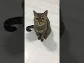 Adorable cat #shortvideo #shorts #animals