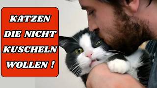 Deine Katze Mag Nicht Kuscheln Das Verändert Alles