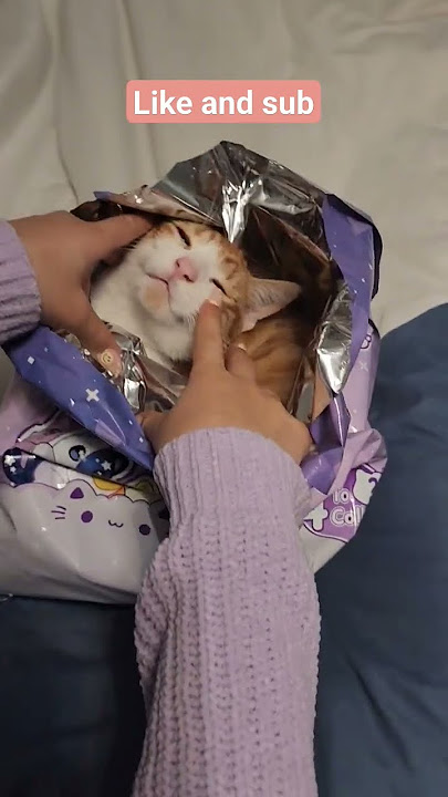 Aphmau Mystery Cat #surprise #cat #shorts