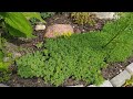 Sedum Lidium🌱ОЧИТОК лідійський -ідеальна ґрунтопокривна рослина