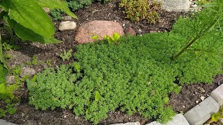 Sedum Lidium🌱ОЧИТОК лідійський -ідеальна ґрунтопокривна рослина