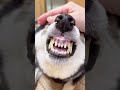 【恐怖動画】牙をむきだして唸る柴犬のどアップが迫力満点だった...。