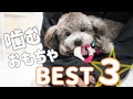 【よく噛むおもちゃ】おすすめ人気ランキングTOP3！トイプードル♂シルバー子犬