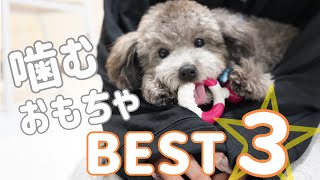 【よく噛むおもちゃ】おすすめ人気ランキングTOP3！トイプードル♂シルバー子犬
