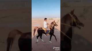 رقص خيل صعيدي  خيل عربي اصيل ترقص رقص خيل حالات واتس خيل تصميم خيل