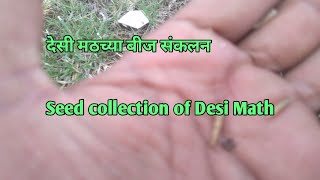 देसी मठच्या बीज संकलन ?Seed collection of Desi Math