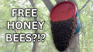 I Spent 2 Years Trying To Get FREE Honey Bees