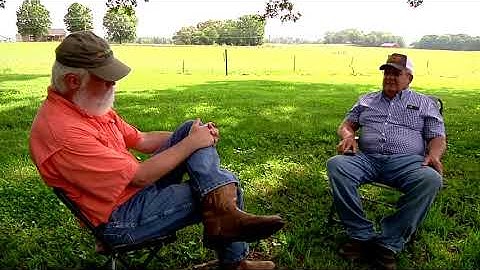 Switchgrass as Forage