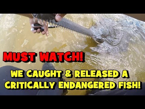 must-watch:-we-caught-&-released-a-critically-endangered-fish!!!-(2019-fort-myers-trip----3/3)