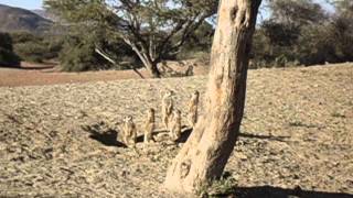 meerkat morning basking