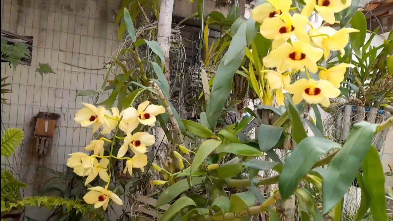 DENDROBIUM GATUM/ DICAS/ SUCESSO/ ORQUÍDEAS 