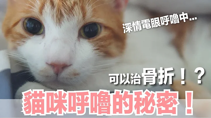 聽貓呼嚕可以治骨折！？呼嚕嚕的秘密【好味貓知識】EP19 - 天天要聞
