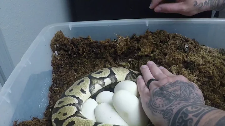 HWE Maternal Incubation 2018