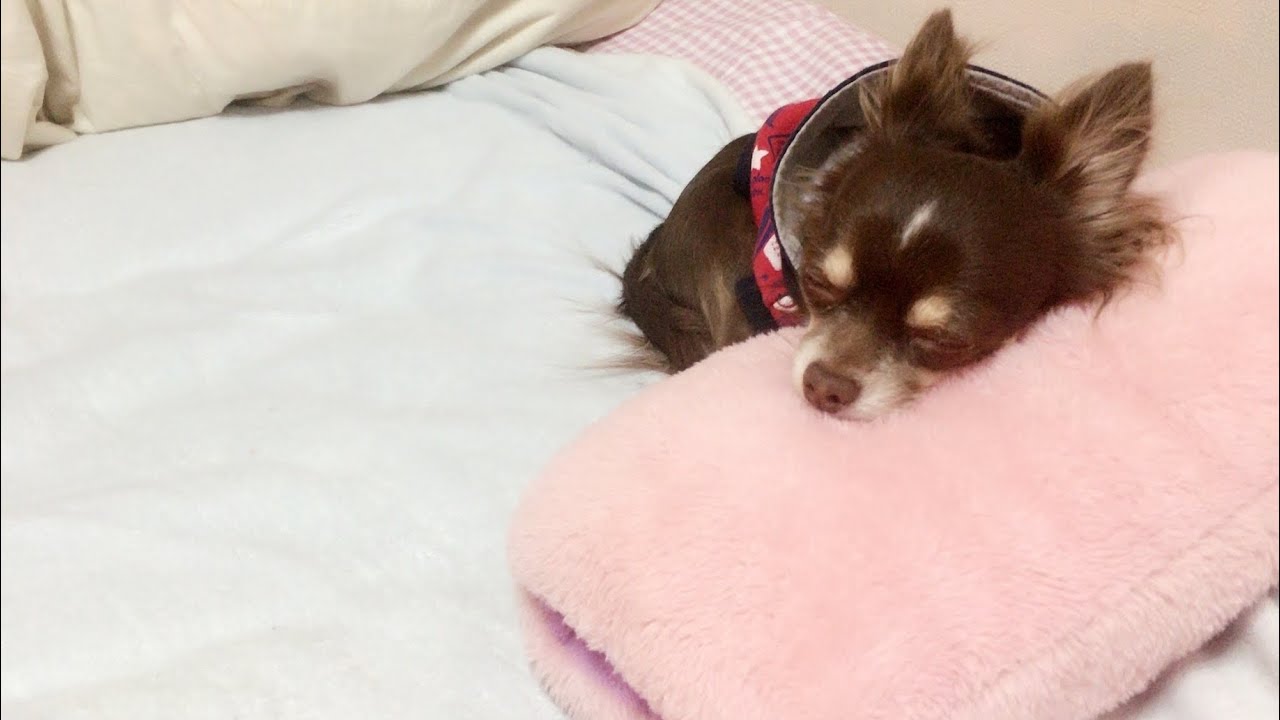 可愛い犬 チワワ クッションにお手上げなロク 動物がかわいいyoutube動画はここだ