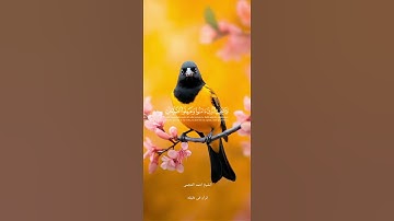 قران كريم ارح قلبك وسمعك #quran #قران #المصحف #احمد_العجمي #yasseraldossary @قران_في_دقيقة