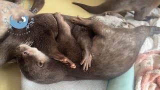 Découvrez la loutre 🦦 Soothe 'n Snuggle : un doudou pas comme les aut, otter