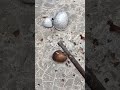 Casting Melting Aluminum into Shells #shorts #shortvideo #reels