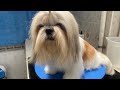 Cómo eliminar el mal aliento en el perro | REMEDIO CASERO | La Casita de los Shih Tzu