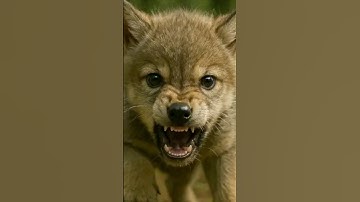 #song The Wolf: Animal Hunting Game#gaming #shorts #song por Gaming jr