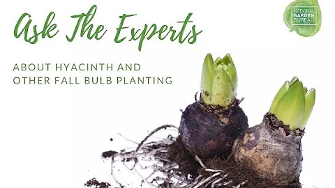Ask the Experts about Hyacinths