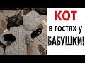 Лютые приколы. КОТ В ГОСТЯХ У БАБУШКИ! Смешные животные! 290 СЕКУНД СМЕХА – Domi Show