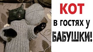 Лютые приколы. КОТ В ГОСТЯХ У БАБУШКИ! Смешные животные! 290 СЕКУНД СМЕХА - Domi Show