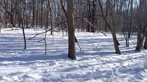 The Trees Cast Shadows.