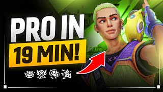 The Only Gekko Guide Youll Ever Need