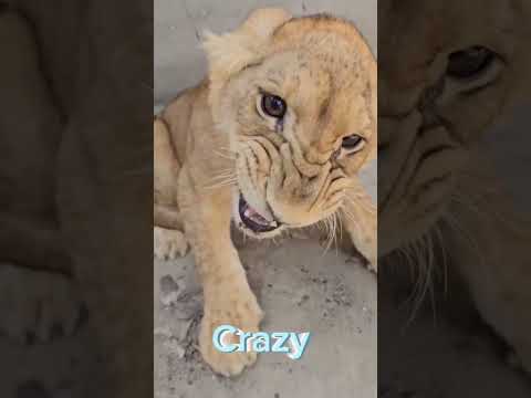 Mood off Cub | Crazy mood of lion cub | lion childhood |