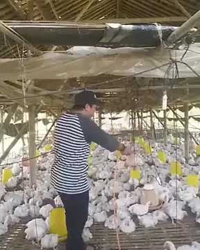 Adele someone like you live kandang ayam