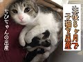 【観覧注意】出産！子猫ちびちゃんが赤ちゃんを出産