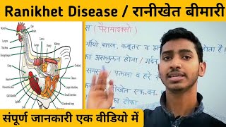Ranikhet Disease | Ranikhet bimari ke lakshan| रानीखेत बीमारी | new castle disease | poultry disease